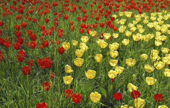 Картинка лето, желтые, сад, тюльпаны, красные