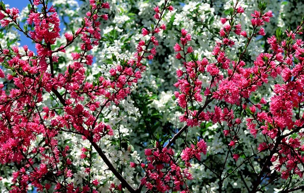 Деревья, цветы, весна, сад