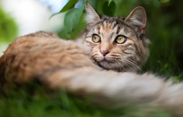 Кошка, лето, трава, кот, взгляд, морда, природа, фон