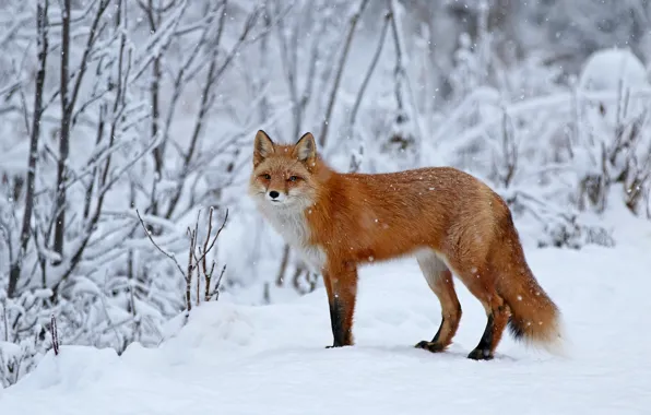 Зима, лес, взгляд, снег, деревья, ветки, природа, лиса