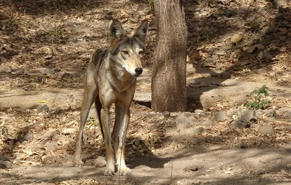 Картинка nature, snow, predator, face, animal, wolf, wildlife, portrait