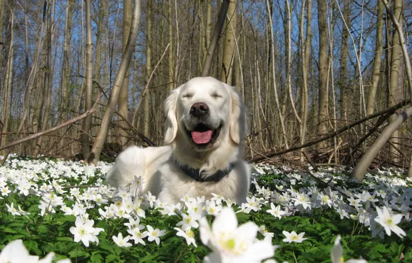 Картинка цветы, природа, собака, весна