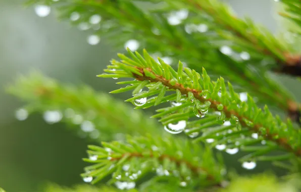 Water, macro, drops, spruce, twig