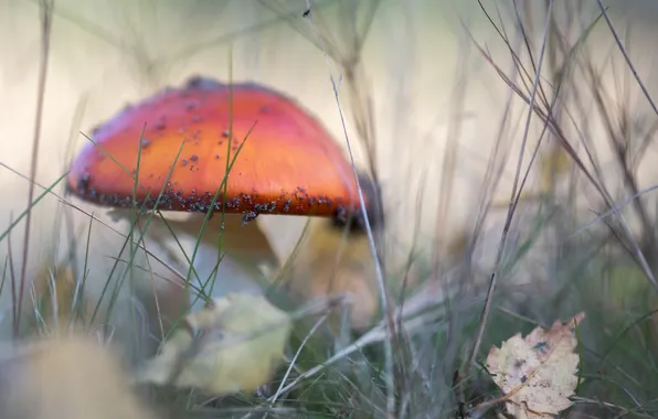 Картинка осень, природа, гриб