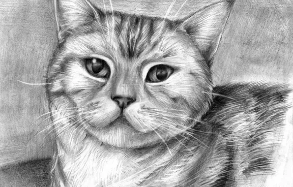 Кошка, глаза, усы, животное, рисунок, шерсть, карандаш, уши