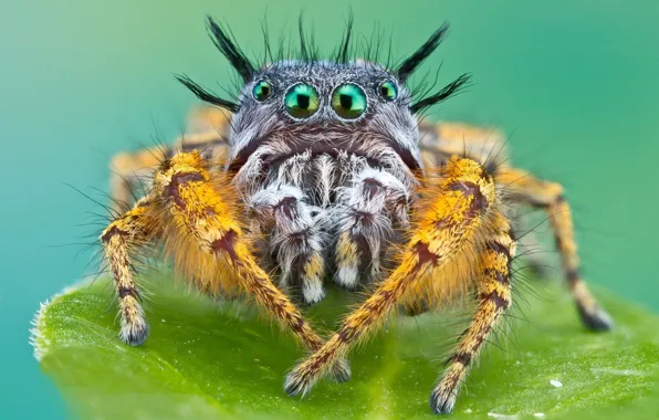 Картинка spider, eyes, macro, animal, leaf, konoha, vegetation, Bagheera