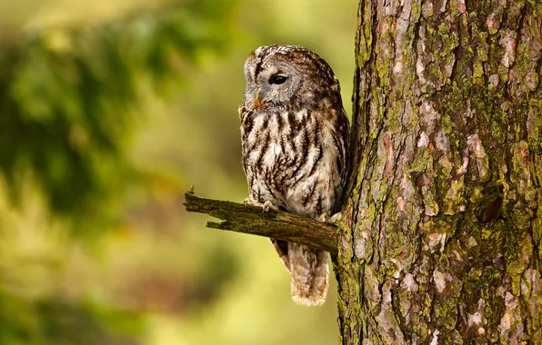 Raptor, predator, season, owl, sitting, outdoors, plumage, ornithology