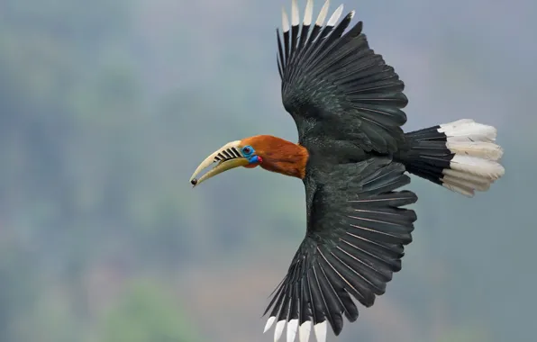 Полет, птица, крылья, Индия, Гималаи, Западная Бенгалия, непальский калао, непальская птица-носорог