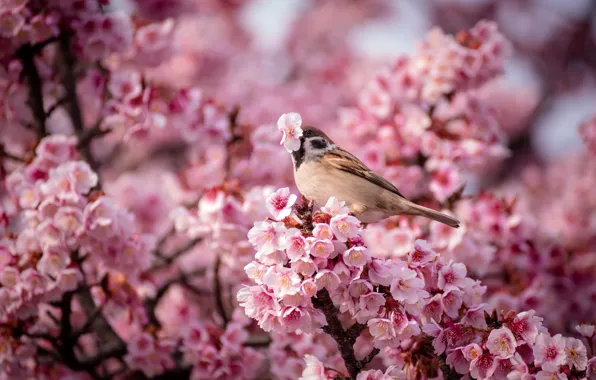 Картинка цветы, природа, птица, весна, воробей, Вишня, розовые
