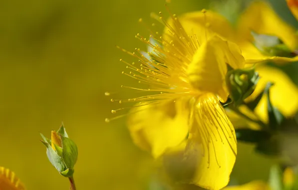 Цветы, природа, цвет