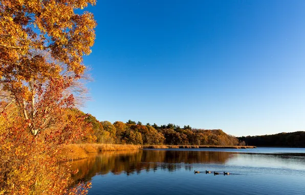 Картинка осень, деревья, пейзаж, птицы, озеро, утки, США, Массачусетс