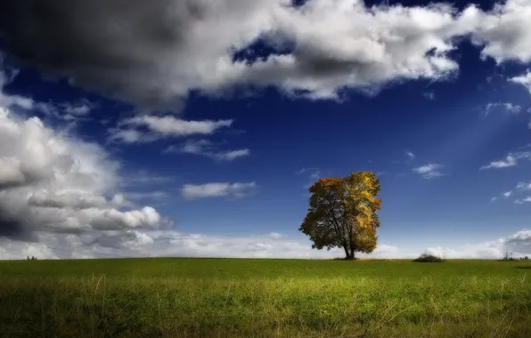 Поле, облака, дерево