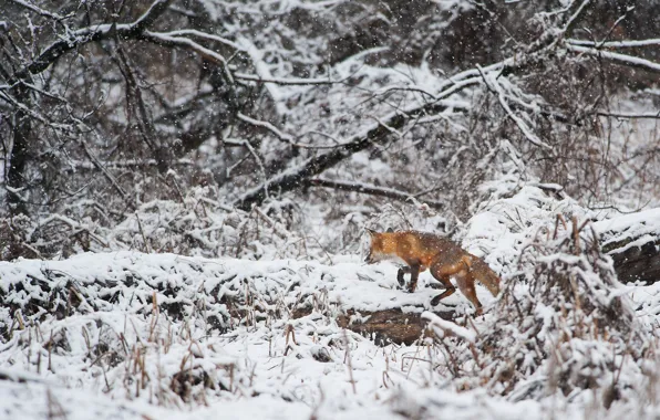 Fox, winter, branches, wildlife, snowing, hunting