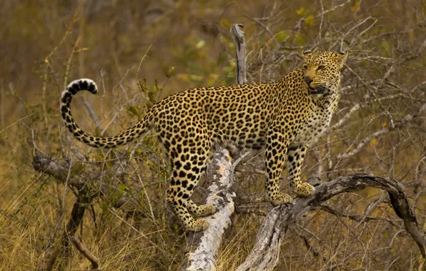 Картинка дерево, леопард, стоит, смотрит, пятнистая кошка