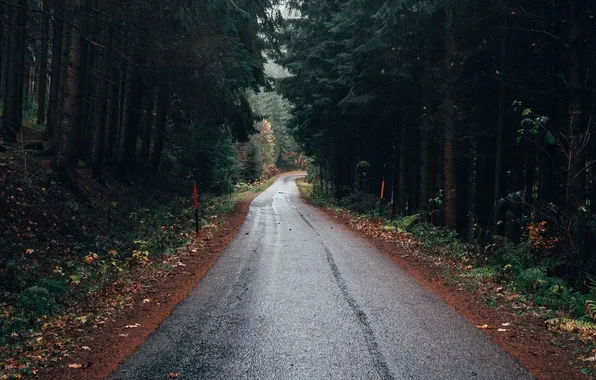 Картинка дорога, лес, деревья, пейзаж, природа, растения, forest, road