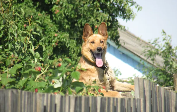 Картинка собака, малина, забор, улица