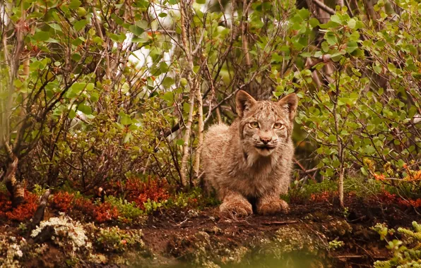 Картинка cat, wildlife, lynx