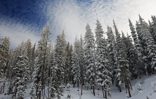 Картинка зима, лес, снег