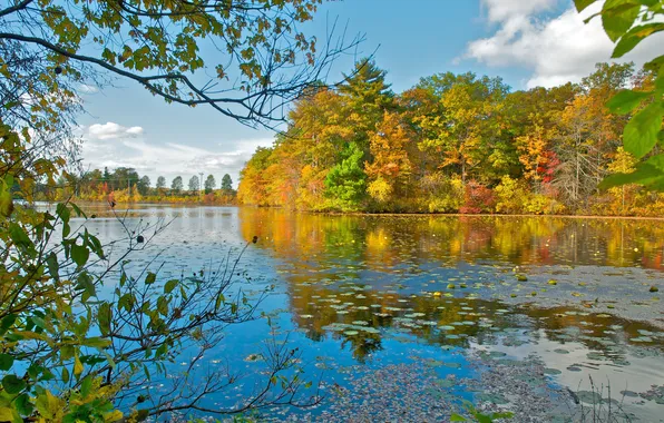 Картинка осень, листья, деревья, озеро, отражение