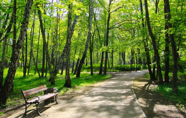 Green, trees, park, bench