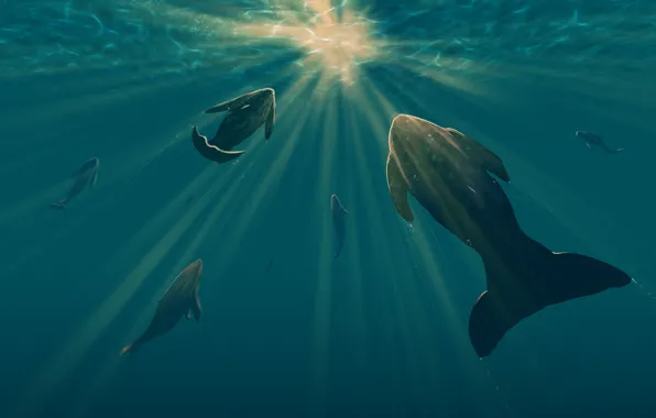Вода, Океан, Море, Рисунок, Свет, Кит, Light, Киты