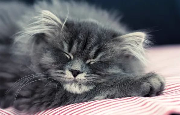 Кошка, кот, котенок, серый, пушистый, спит, лежит
