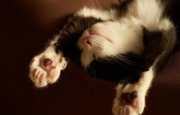 Картинка котенок, черно-белый, лапы, спит