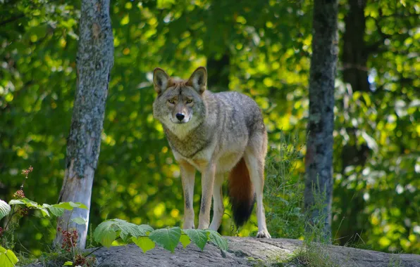 Картинка nature, snow, predator, face, animal, wolf, wildlife, portrait