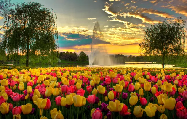 Картинка цветы, парк, тюльпаны, вечер, небо, фонтан, облака, США
