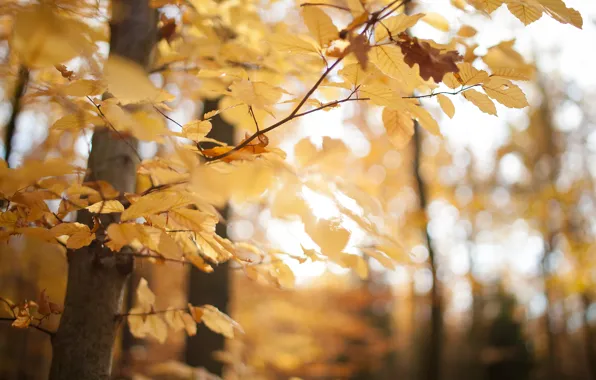 Картинка осень, лес, листья, макро, деревья, желтый, природа, парк