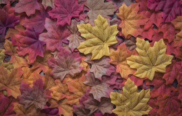 Осень, листья, фон, colorful, wood, background, autumn, leaves