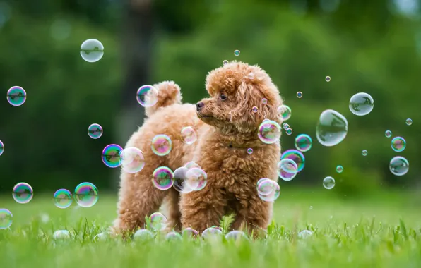 Картинка зелень, лето, трава, собака, мыльные пузыри, Пудель