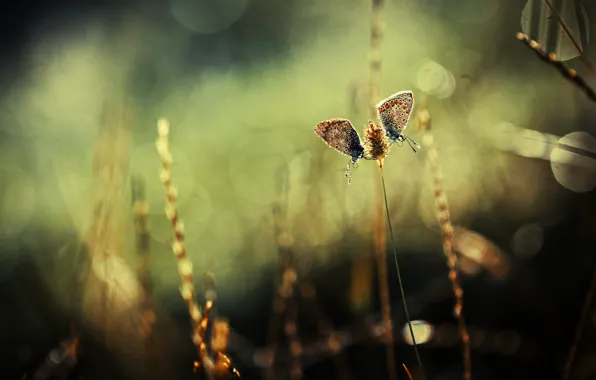 Картинка трава, бабочки, блики, фон, две, растения, колосок