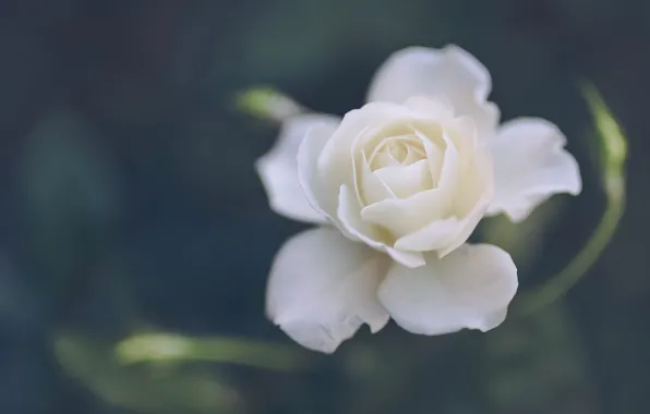 Розы, лепестки, бутоны