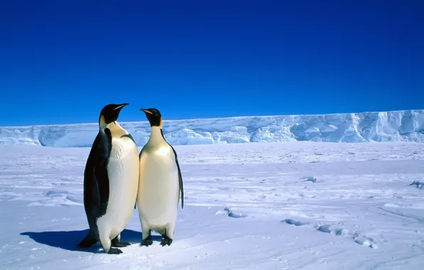 Животные, пингвины, антарктика