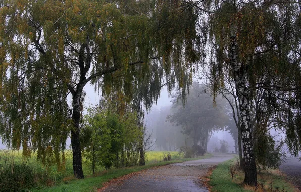 Картинка дорога, деревья, туман