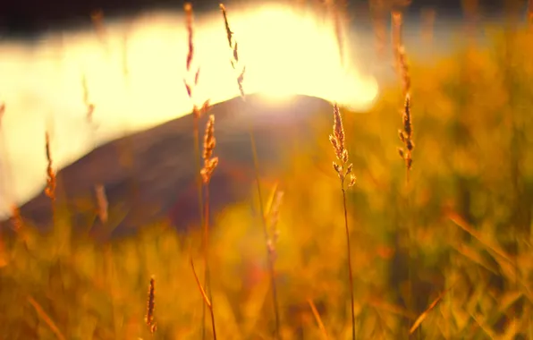 Картинка осень, трава, макро, природа, размытость, солнечные лучи