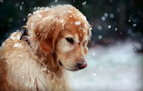 Животные, снег, природа, поза, собака