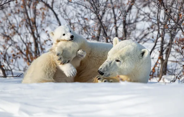 Картинка зима, снег, медвежонок, кусты, медведица, Белые медведи, Полярные медведи