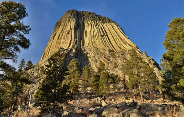 Картинка usa, devils tower, the Black Hills, northeastern Wyoming, Devils Tower National Monument