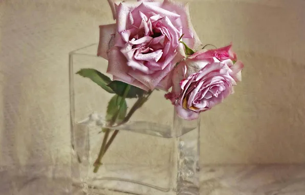Картинка текстура, ваза, увядание, две розы