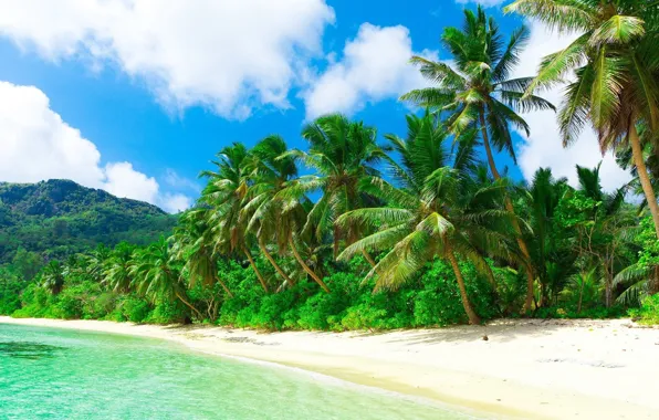 Картинка море, пляж, природа, тропики, пальмы
