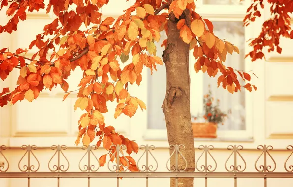 Картинка осень, дерево, забор