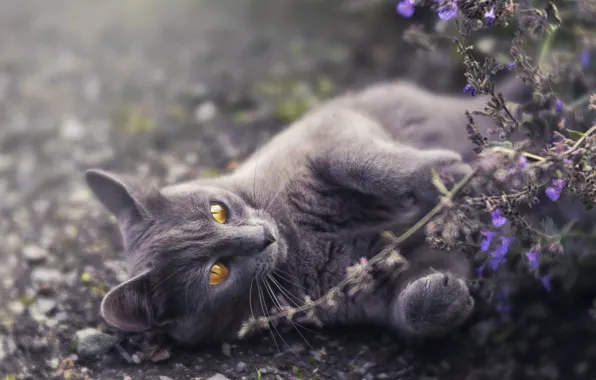 Картинка кошка, цветы, природа