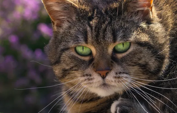 Картинка кот, взгляд, мордочка, зелёные глаза, котофей