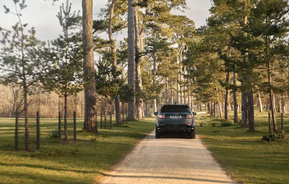 Картинка деревья, внедорожник, Land Rover, Land Rover Discovery Sport HSE