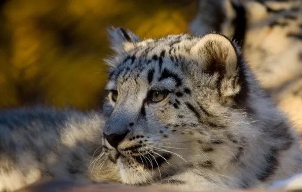 Картинка Леопард, хищник, ирбис, снежный барс, snow leopard