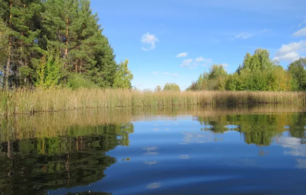 День, ясный, лесная протока