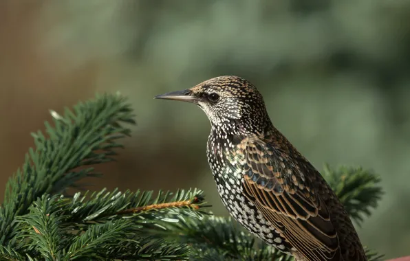 Солнце, ветки, природа, птица, хвоя, боке, скворец, Starling