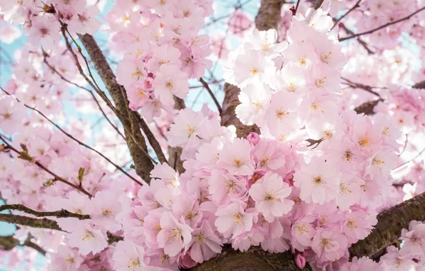 Цветы, ветки, фон, дерево, красота, весна, сакура, розовые